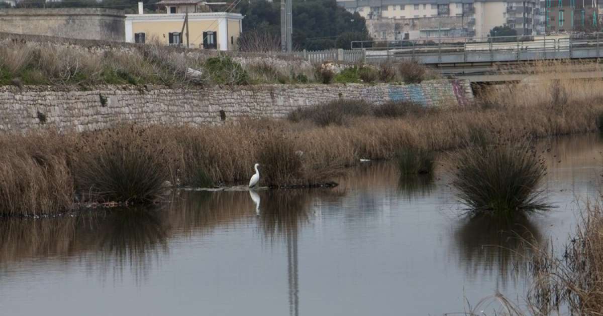 Laghetti, uccelli e natura selvaggia: a Bari c'� il sorprendente Canalone di Japigia